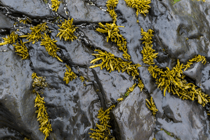 seaweed coalition