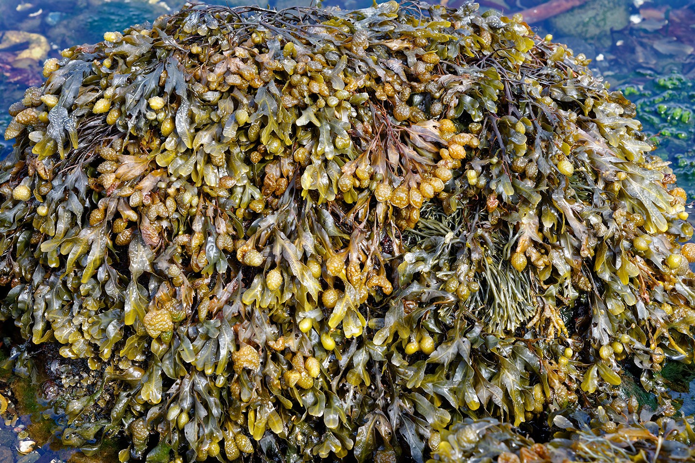 seaweed coalition