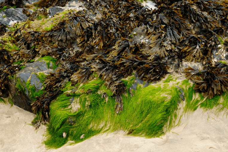 seaweed coalition