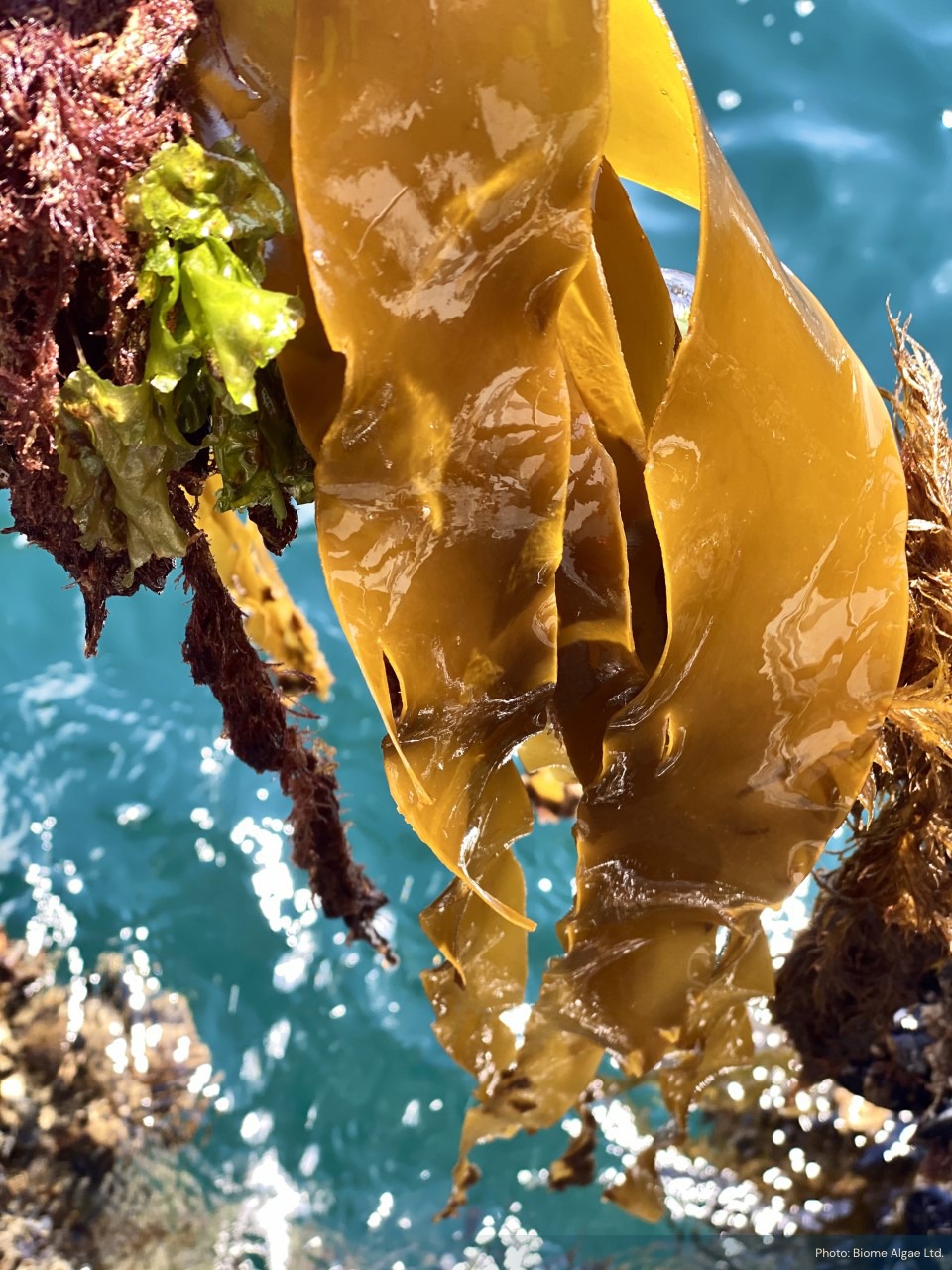 New coalition aims to accelerate growth in the European seaweed industry and contribute towards post-COVID-19 green recovery